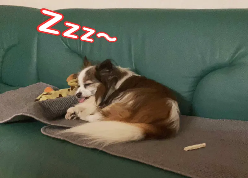 ｚｚｚ